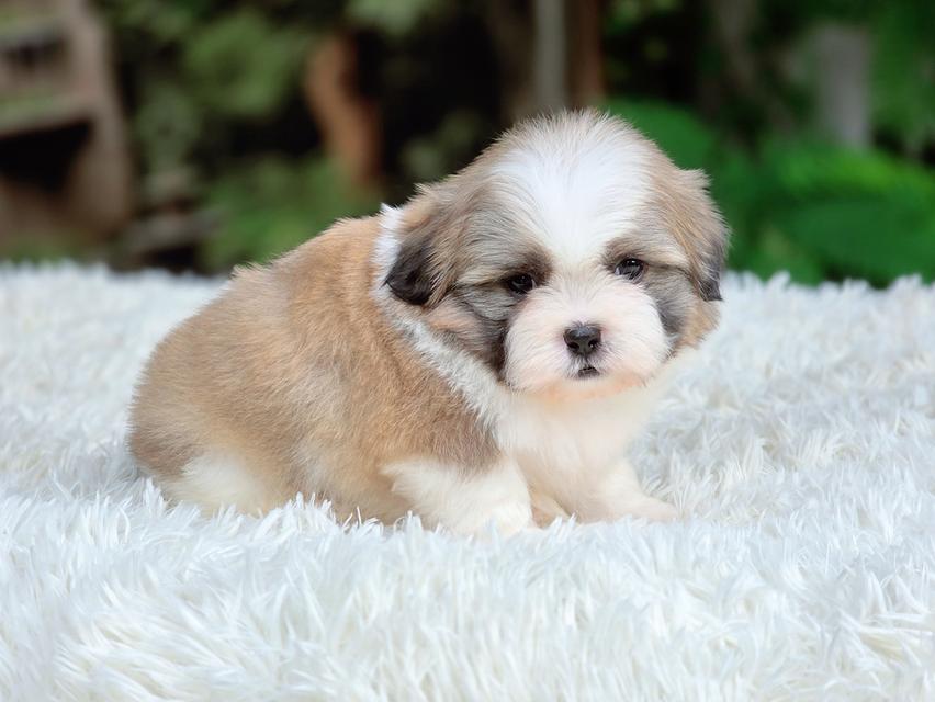 น้องฮ่องเต้ชิสุห์แท้หนุ่มหล่อ รูปที่ 2