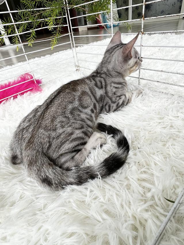 ขายน้องเเมวเบงกอล เพศผู้ อายุ 2 เดือน