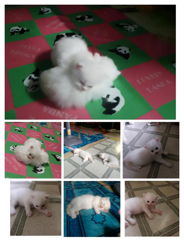 ลูกแมวเปอร์เซีย อายุ1เดือน กับ 10วัน รูปย่อยที่ 2