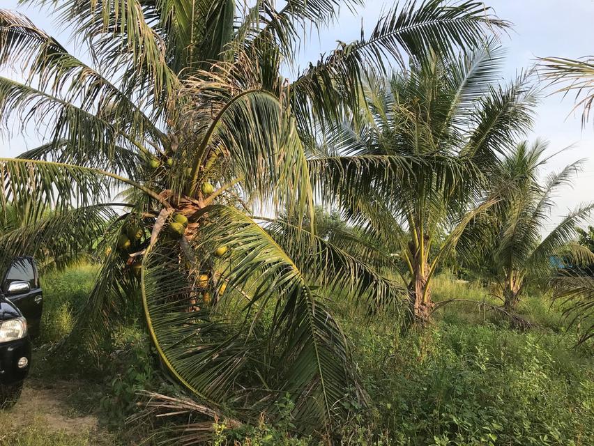 ที่ดินสวย ทำเลดี ราคาถูก 4