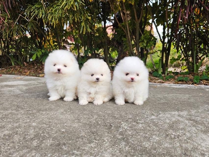 ลูกปอมแท้ อ้วนกลมหมี มีบริการจัดส่งถึงบ้าน