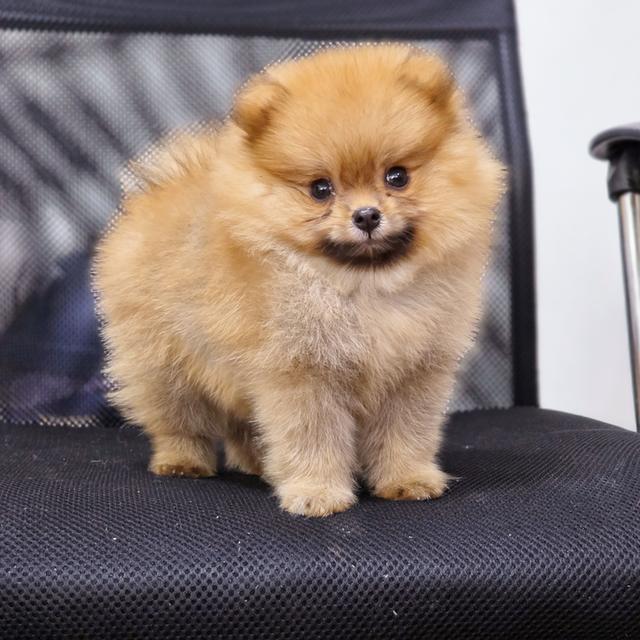 ปอมแท้หนุ่มหล่อน้องร๊อกเก็ต