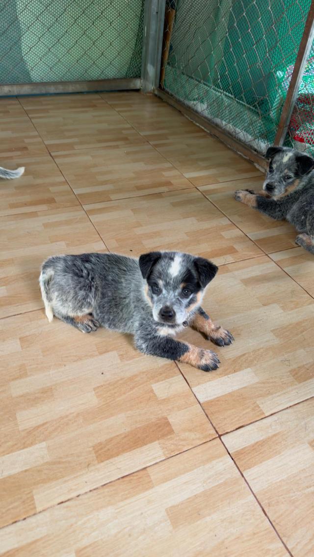 Australian Cattledog รูปที่ 10