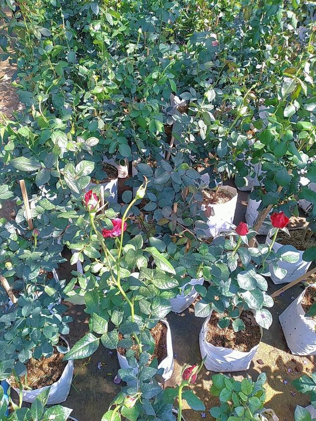 กุหลาบ ต้นกุหลาบ ต้นดอกกุหลาบ รูปที่ 6