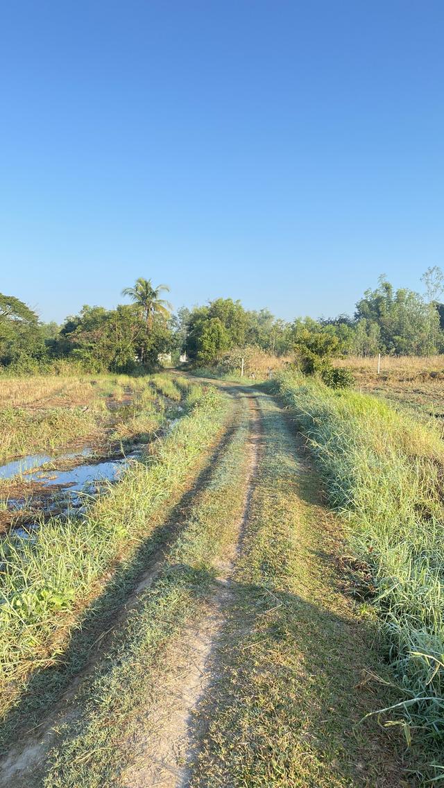 ขายที่ดิน 4 ไร่ 2.7ล้าน ในเมืองชัยภูมิ บ้านโพนทอง สี่แยกโรงต้ม 7