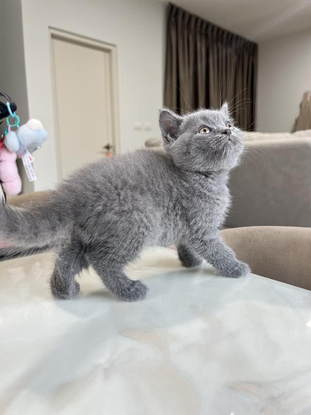 British Shorthair บริติช ช็อตแฮร์ สายพันธุ์แท้ WCF