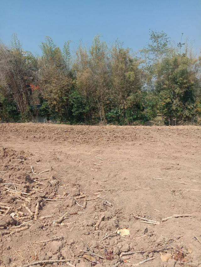 สวนห้อม ขายยกแปลง ไร่ละ 2.5 แสน มี 7 ไร่ 2 งาน