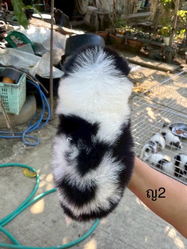 ลูกสนุัข พันธุ์บางแก้ว 18