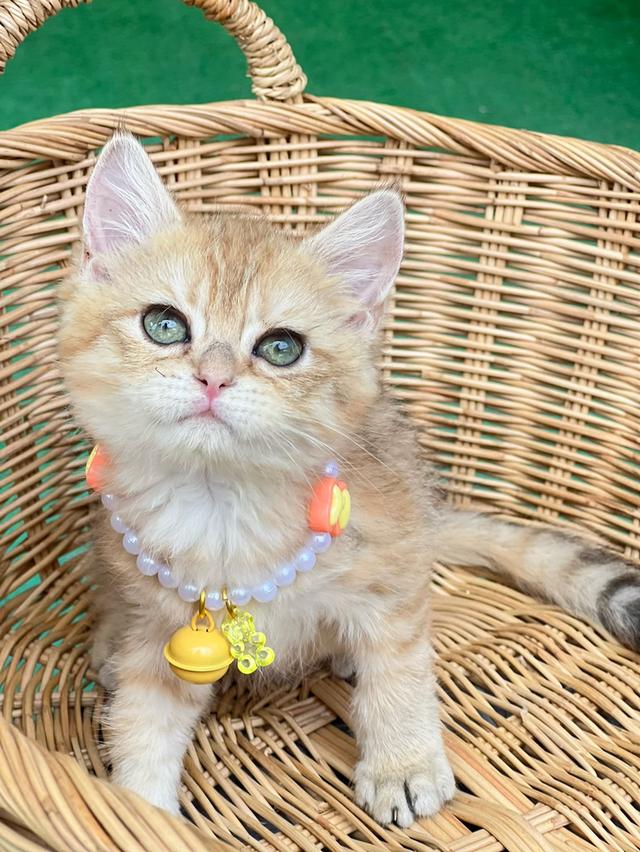 ดช.บริติช ช็อตแฮร์ (ny)