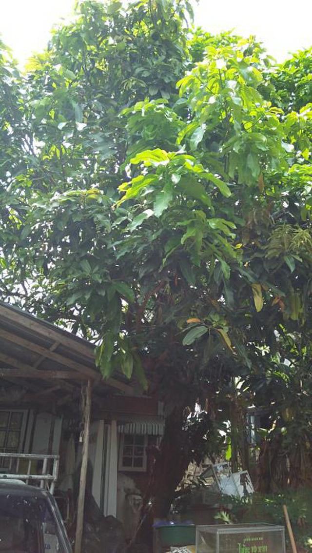 บ้านสภาพเก่ามากพร้อมต้นมะม่วงใหญ่หลายสิบปี ร่มรื่น หลังบ้านว 4