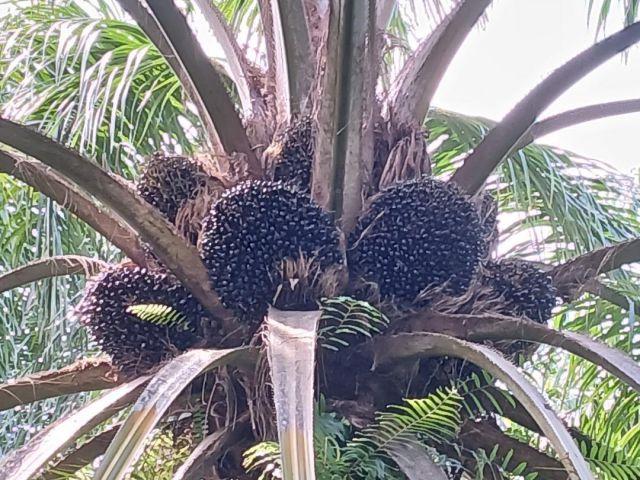 ขายสวนปาล์มสวนยาง โฉนด 25 ไร่ สะพลี ปะทิว ชุมพร 1