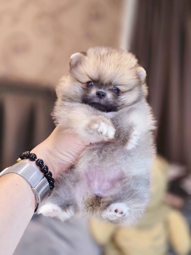 ปอมเมอเรเนียนแท้ ทีคัพ เพศเมีย 2