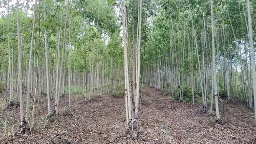 ที่ดินพร้อมสวนป่ายูคาลิปตัส 20-0-18 ไร่ สันป่าตอง นาเชือก มหาสารคาม 8