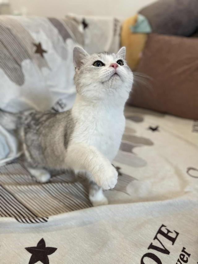 สาวสก็อตติชแท้