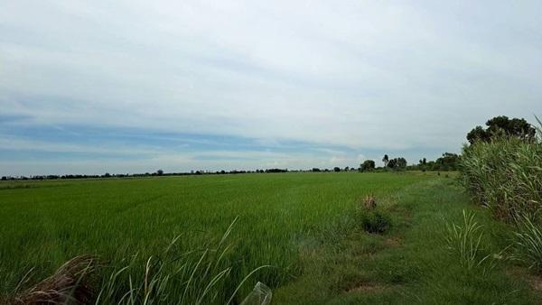 ขายที่ดินติดถนน เแปลงใหญ่สวย ติดถนนสาย 347 ปทุมธานี-บางปะหัน ต.บางประแดง อ.บางประอิน จ.พระนครศรีอยุธยา กม. 29-30 โทร 095-8299247 6