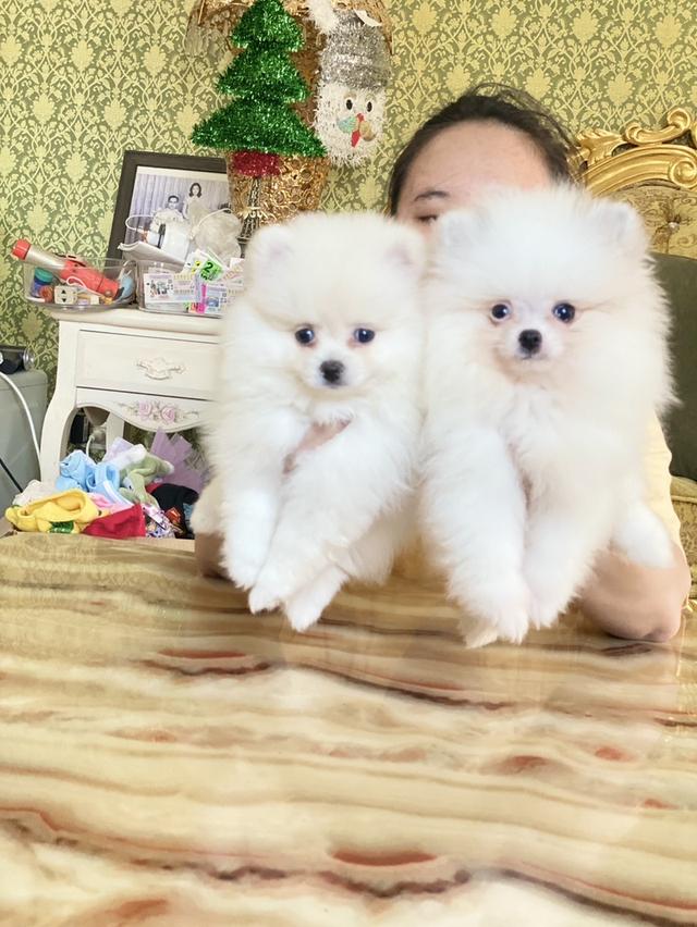 ลูกปอมแท้ อายุ2เดือน พร้อมย้ายบ้าน