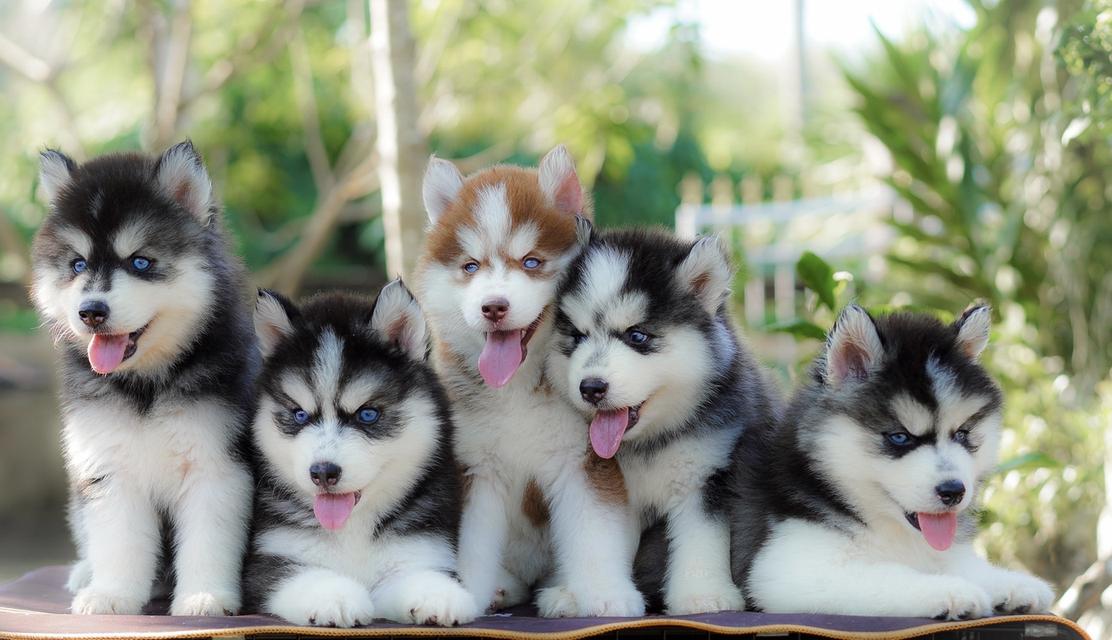 ไซบีเรียนฮัสกี้ Siberian husky ลูกสุนัขไซบีเรียนฮัสกี้ 13