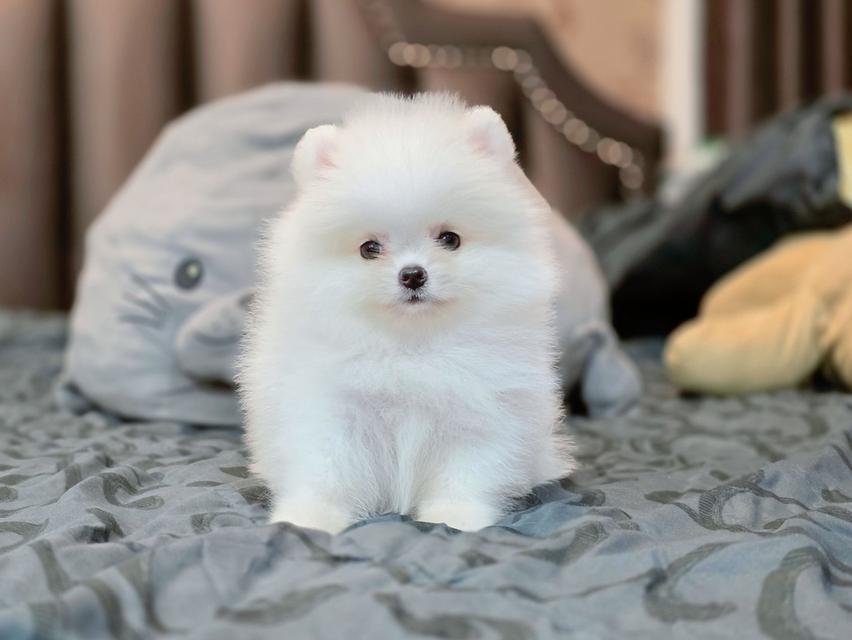 ปอมเมอเรเนียนแท้ เพศเมีย สีขาวล้วน รูปที่ 14