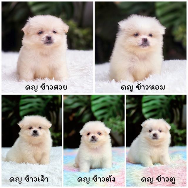 ปอมผสมชิวาวาขนปุกปุยไซส์เล็กน่ารัก