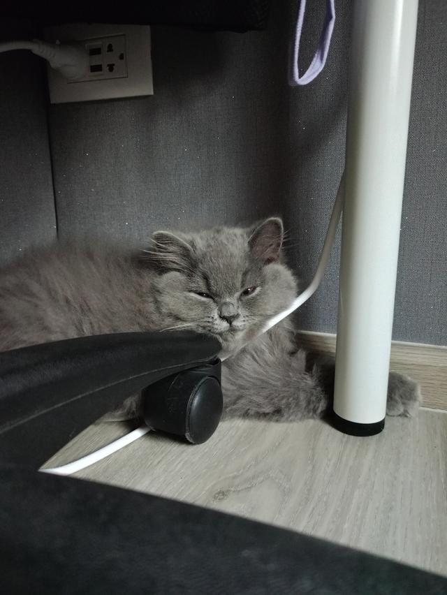 A 3-month British shorthair kitten.Vaccinated and absolutely healthy.Has an easy-going and playful nature. If you are interested contact me in Line รูปที่ 3