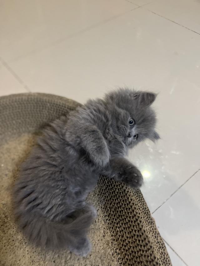 แมวสีไลแลค-ทั้งตัว (Lilac cat)