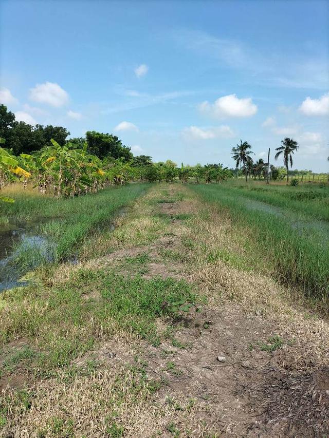ขายที่ดินติดถนนลำลูกกา คลอง13 5