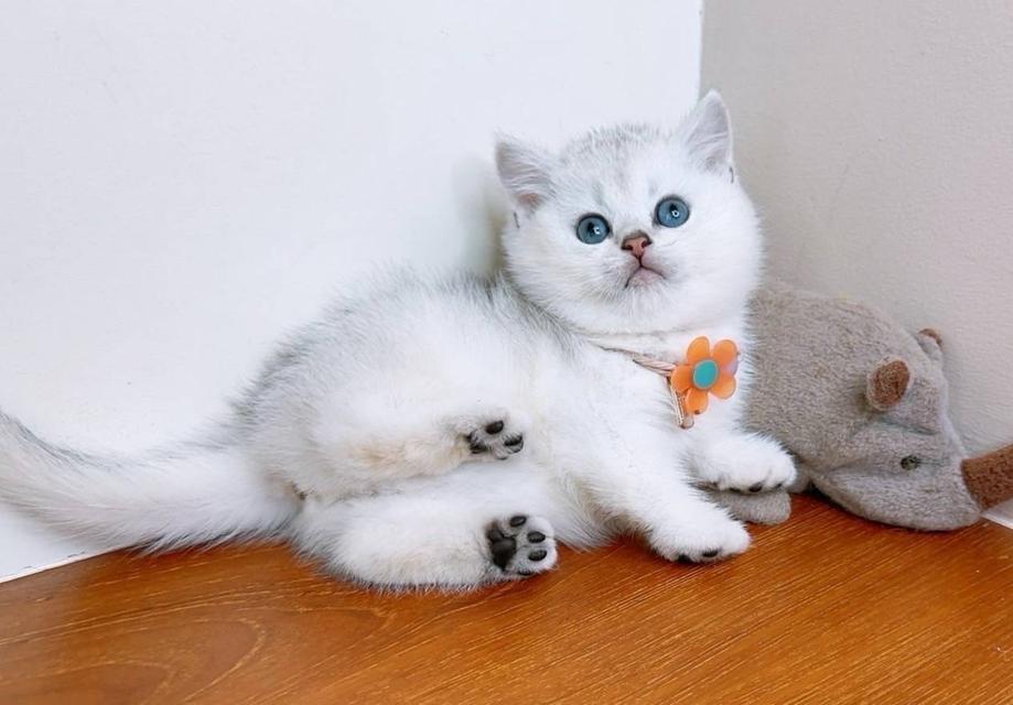 British Shorthair (ผู้หญิง) 6