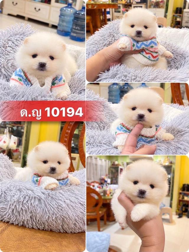 ลูกปอมเมอเรเนียนแท้ ทีคัพ อ้วนกลมฟู จิ๋วๆ หมีๆ มาดูตัวจริงได้นะคะ