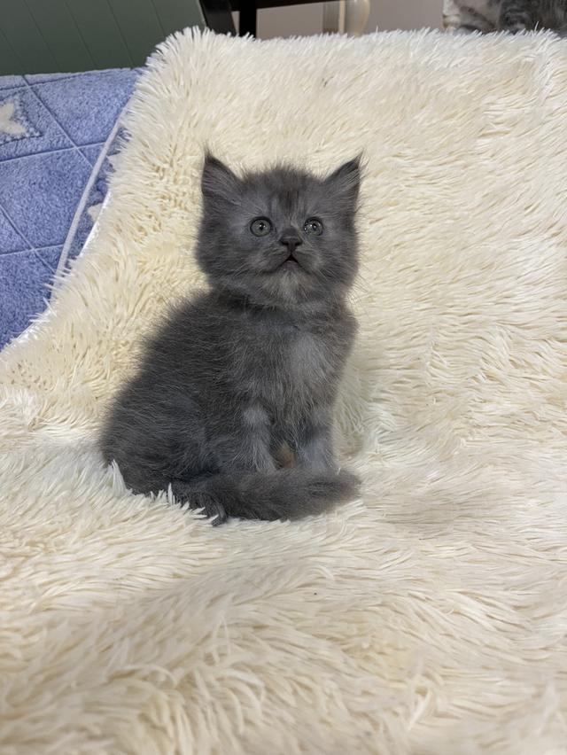 แมวเปอเซีย แท้ สีบลู