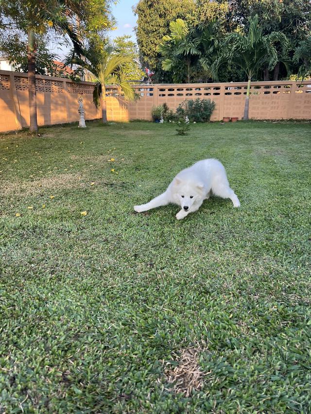 ลูกสุนัขชามอยด์ อายุ5เดือนกว่าเกิดวันที่ 7/7 สนใจติดต่อได้ราคาเป็นกันเองขายเนื้องจากภรรยาท้องมีความเสี่ยงแท้งครับ ราคาแบ่ฃกันเลี้ยงไม่มี่ไหนในไทยแน่นอ 2