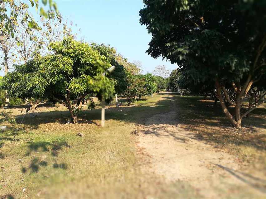 รูป MR67ขายที่สวนลำใยและผลไม้อื่นๆพร้อมบ้านไม้ในเนื้อที่ 2-3-03ไ 5
