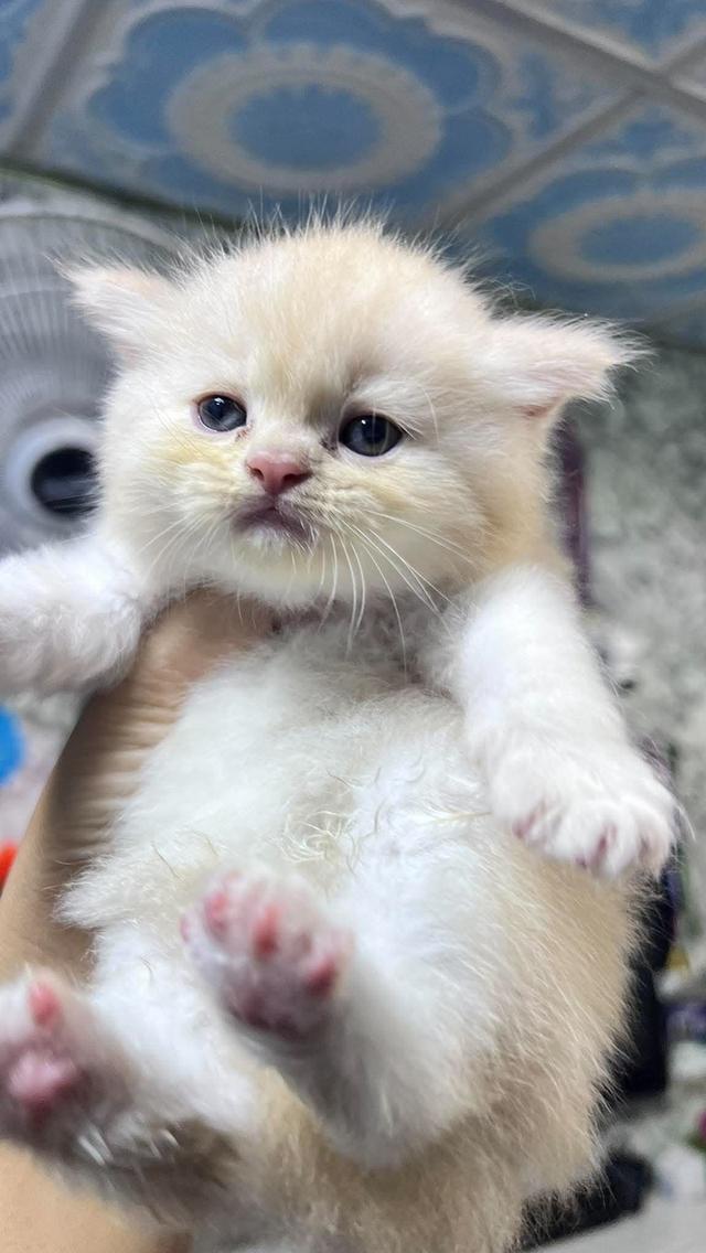 น้องเปอร์เซียมีหลายสีมีทั้งเพศหญิงหรือเพศเพศชาย