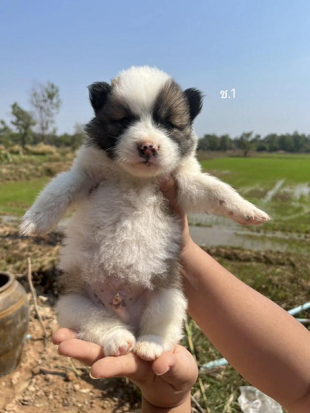 สุนัขพันธุ์บางแก้วเเท้