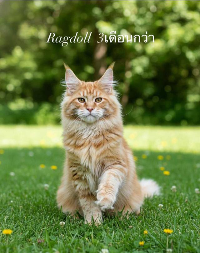 แมว Ragdoll รับนำเข้าจากต่างประเทศโดยเฉพาะมีประกันโรค