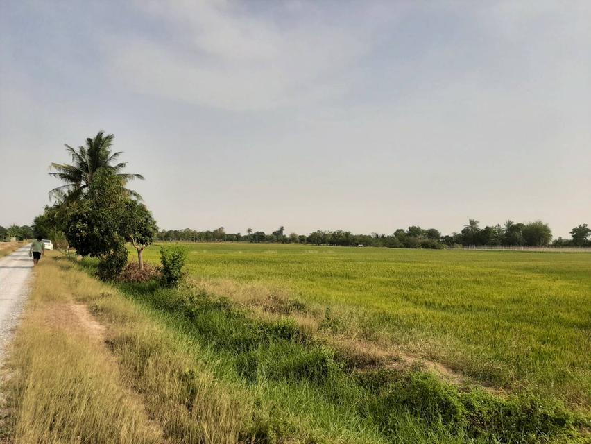 ที่ดินเพื่อทำการเกษตรกรรม 4