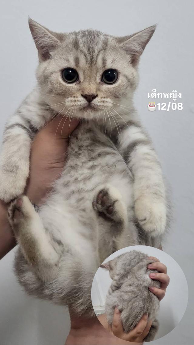 ด.ญ.สก็อตติช ตัวเมืองนครปฐมพร้อมย้าย