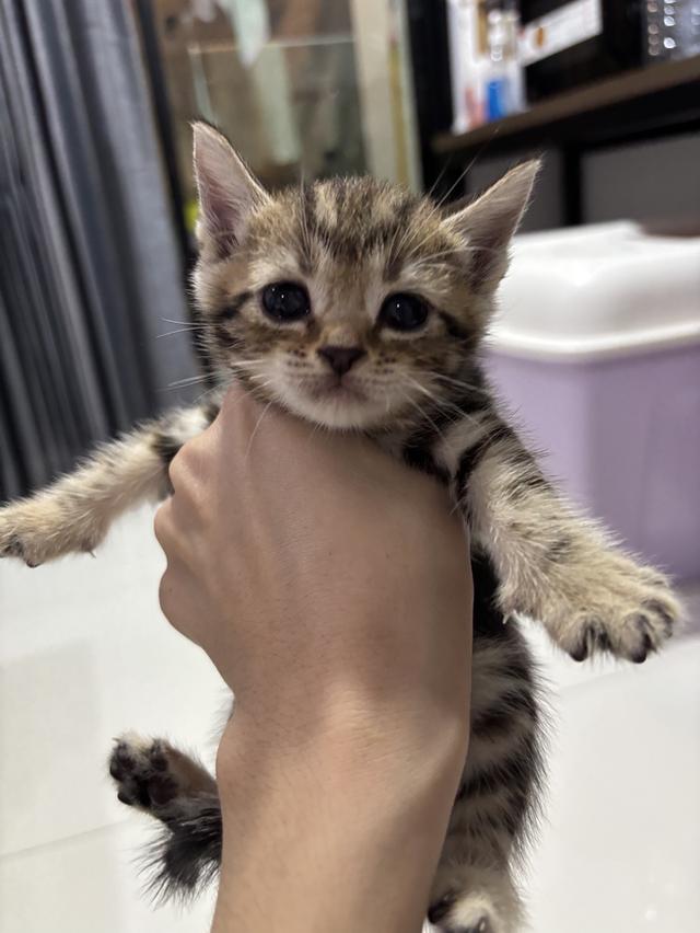 ลูกแมวพันธุ์ American Shorthair 6