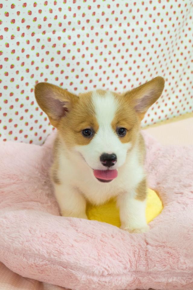 Corgi แท้ 2 เดือน พร้อมย้ายบ้าน