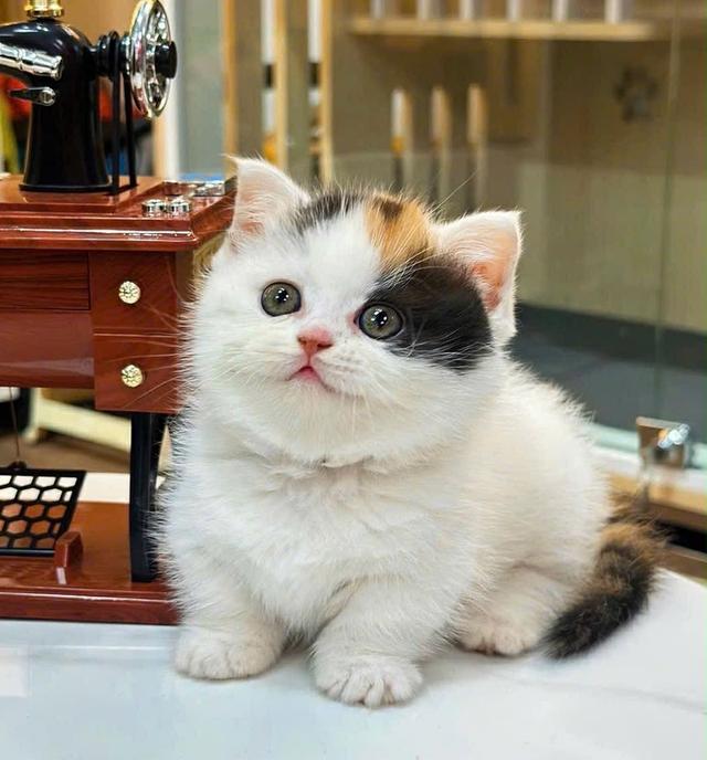 แมว มันช์กิ้นขาสั้นเด็กผู้หญิง รูปที่ 3