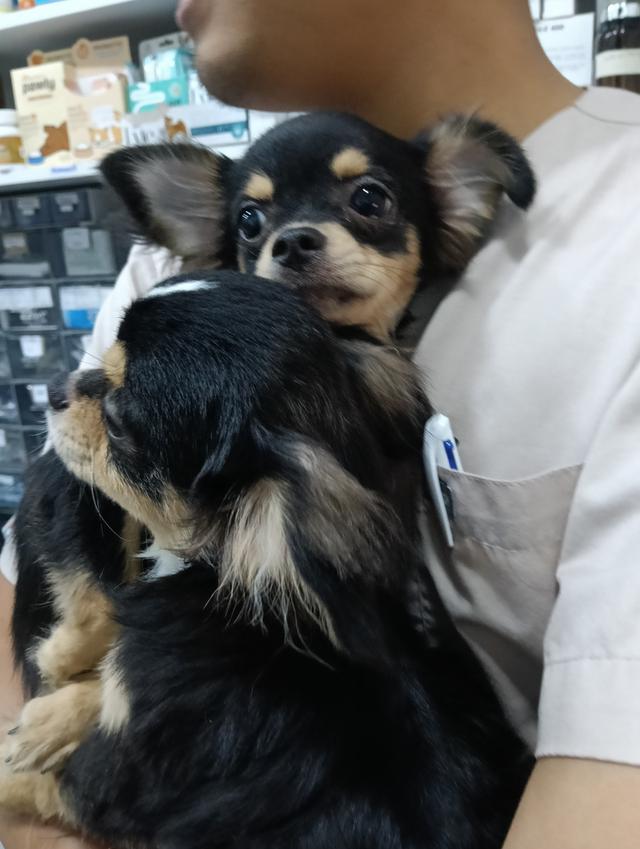 ชิวาวา 13