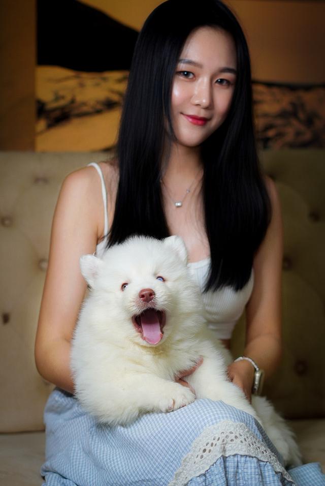 ไซบีเรียนขาว Pure white husky 9