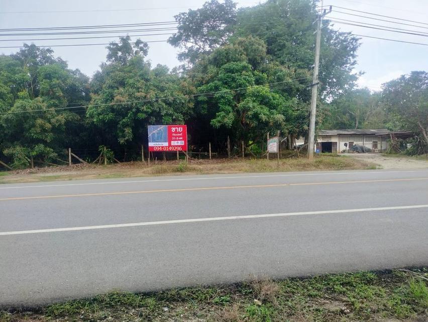 🏡ขายที่ดิน แม่แตงเชียงใหม่ ติดถนนหลัก แม่แตง-ปาย  พร้อมสวนยางพารา สวนลำใย พื้นที่ 31-3-44 ไร่ 6