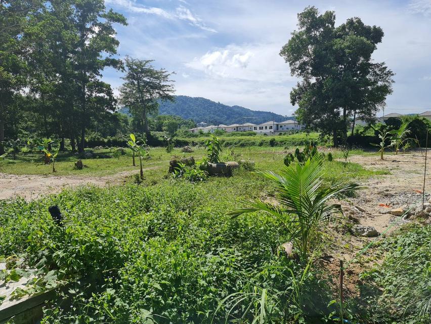 ขายที่ดิน กะทู้ ภูเก็ต 3