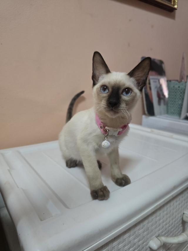 แมววิเชียรมาศพร้อมย้าย