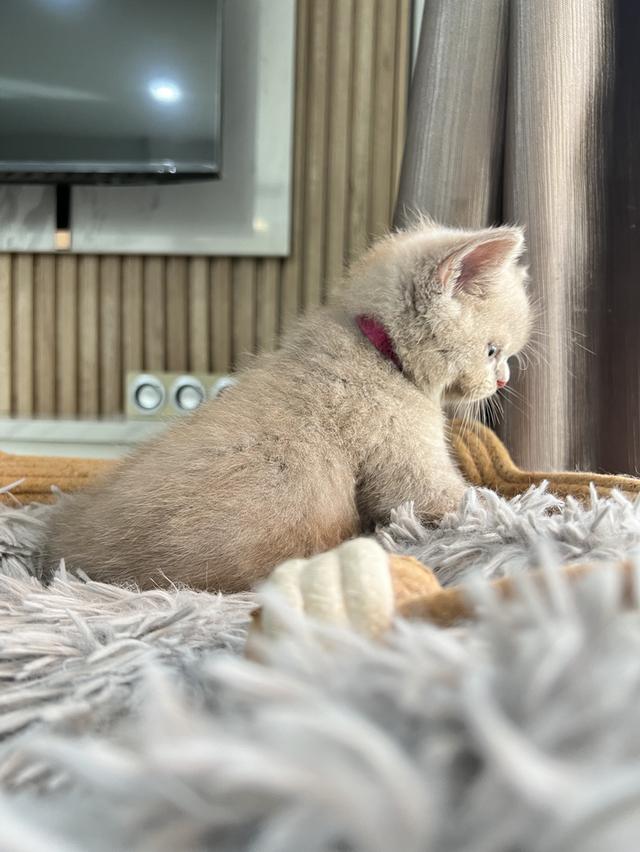 ลูกแมว บริติช ช็อตแฮร์ ใบเพ็ดนอกWCF(British Shorthair) 16