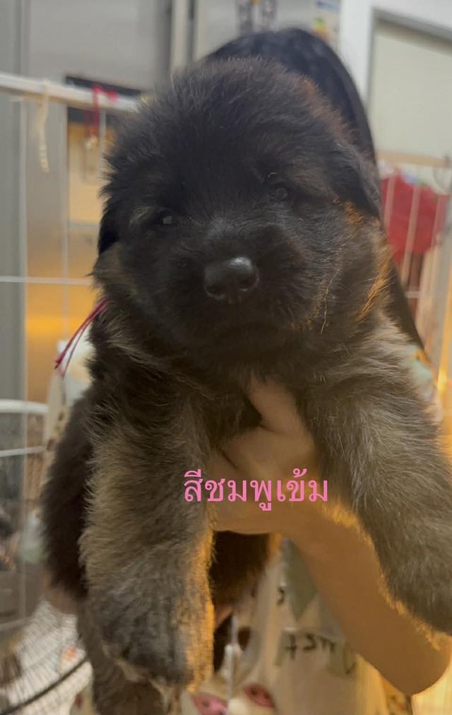 ลูกเยอรมันเชพเพิร์ด ขนยาว รูปที่ 2