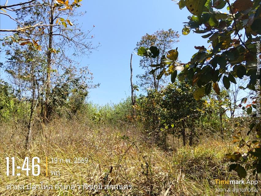 ด่วนขายที่ดิน13ไร่เศษฉโนดครุฑแดงโอนฟนีไม่มีค่าใช้จ่ายต่อรองราคาได้เจ้าของขายเอง 17