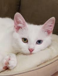 แมวขาวมณีตาสวย 2