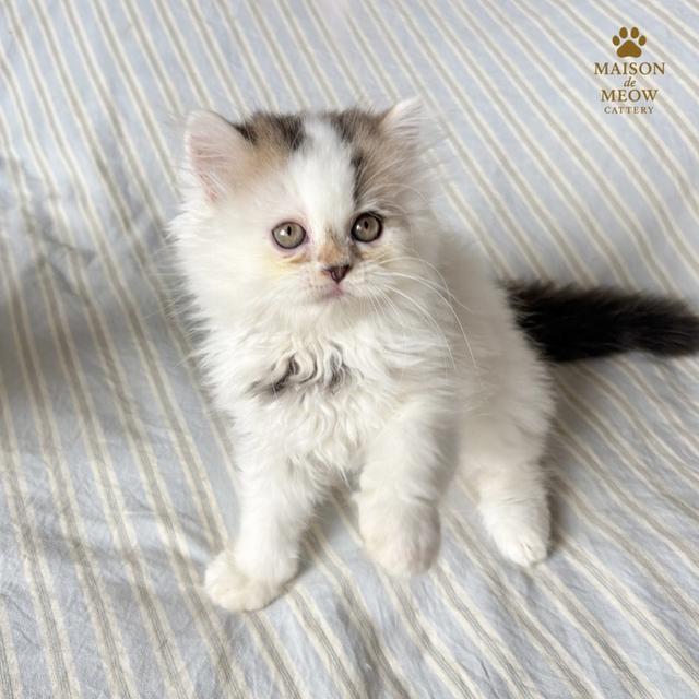 ❌🏠ได้บ้านแล้ว เปอร์เซียแท้ สามสี 12