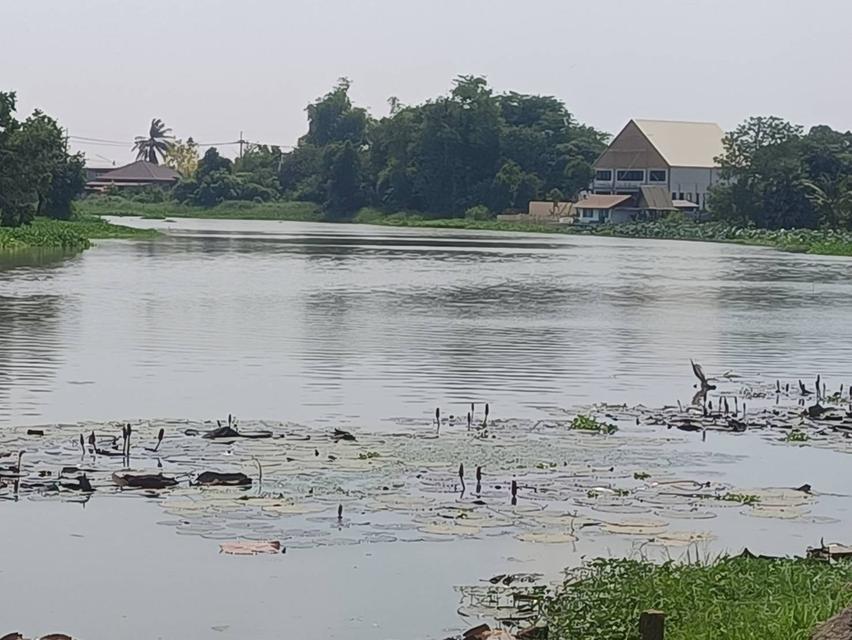 ที่ดินจังหวัดสุพรรณบุรี อำเภอสามชุกติดแม่น้ำท่าจีนน้ำไม่ท่วมอำเภอสามชุก 5